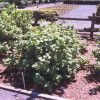 Red Lake Currant #1 - Image 2